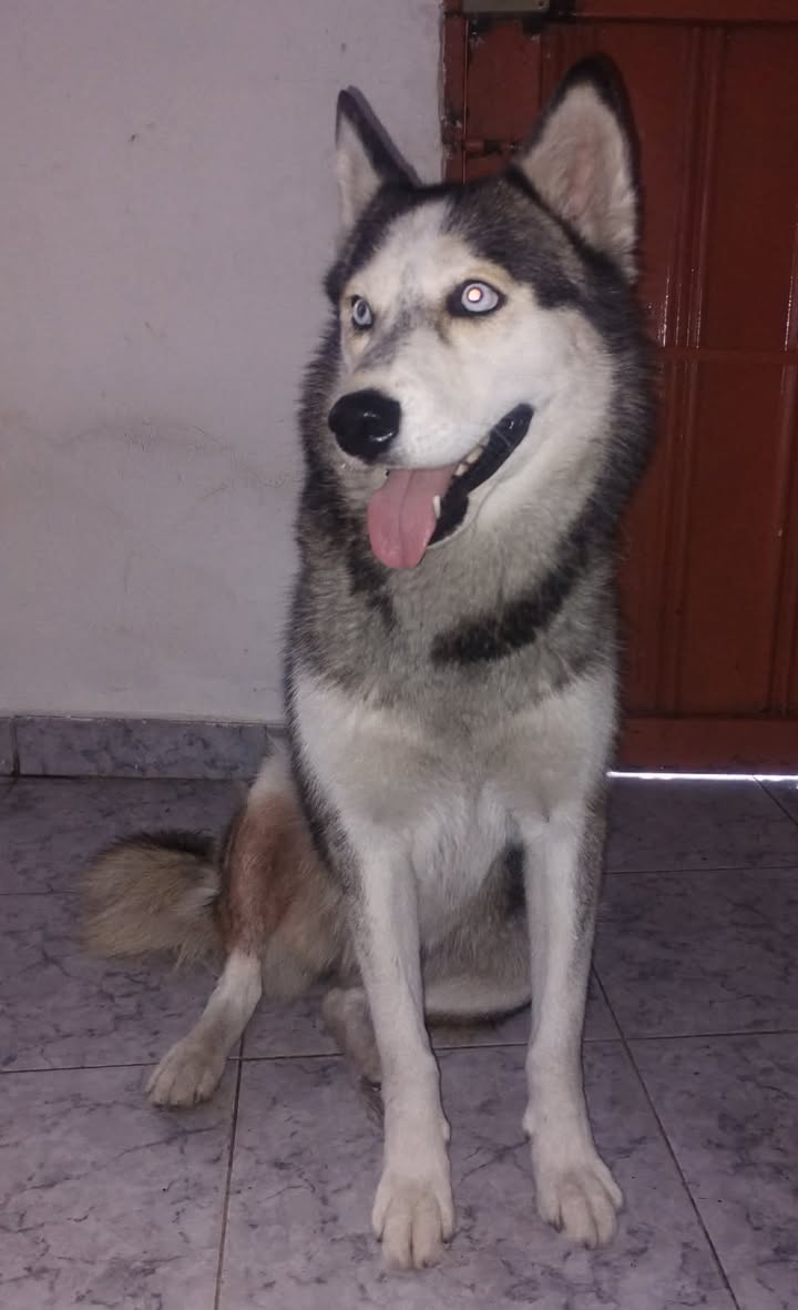 Adopción de Perro Husky Risaralda