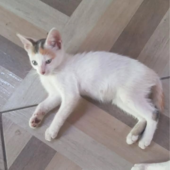 Gaticos en adopción en Risaralda 