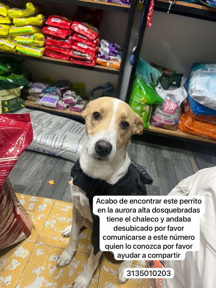 Perro encontrado en Dosquebradas, Risaralda 