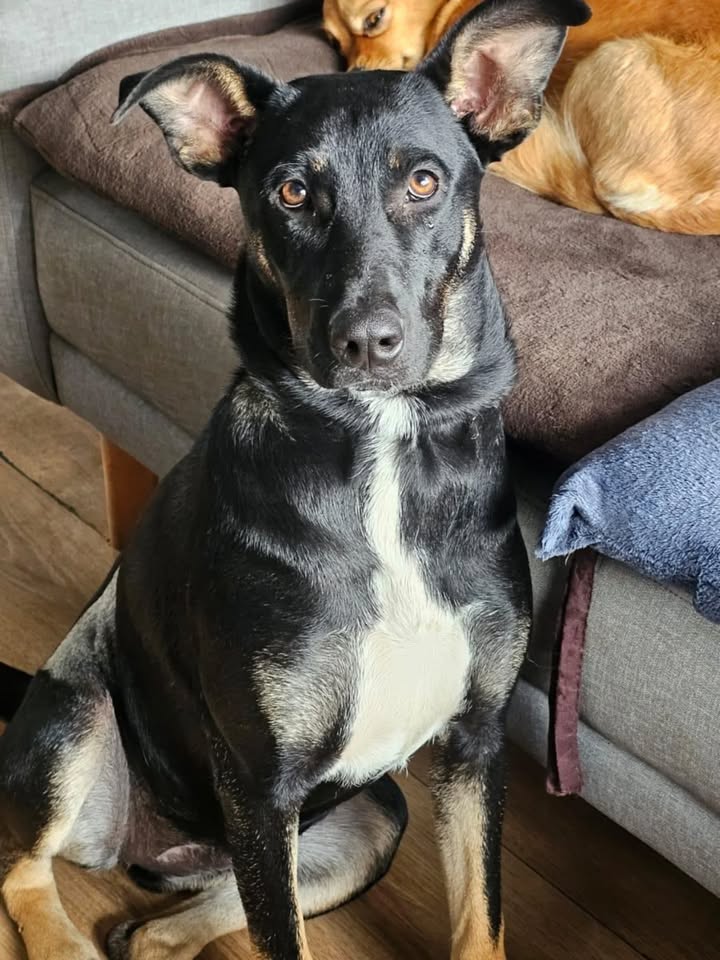 Adopción Perrita Risaralda 