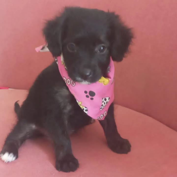 Cachorritos en adopción responsable 