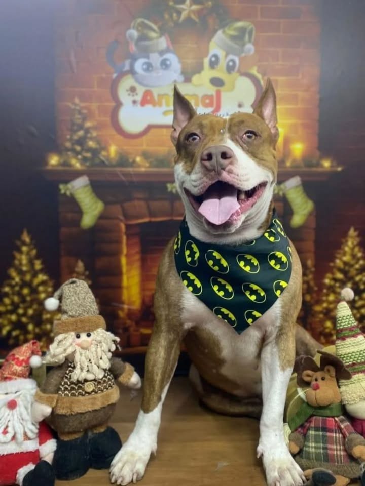 Adopción de Perro en Risaralda 