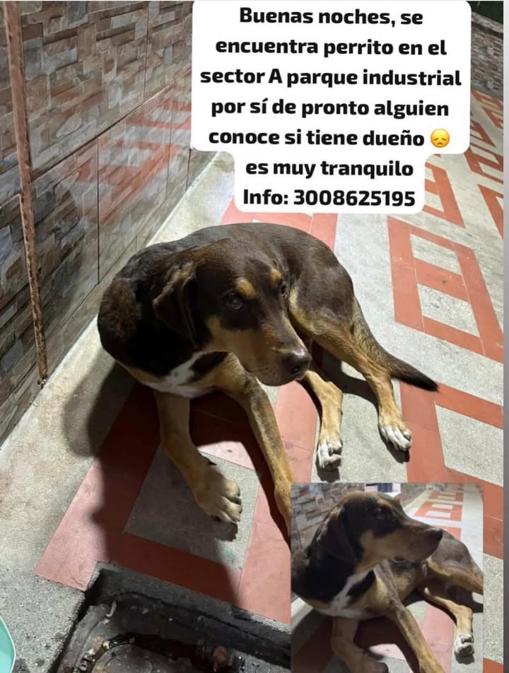 Perrito Encontrado en Parque Industrial Risaralda 