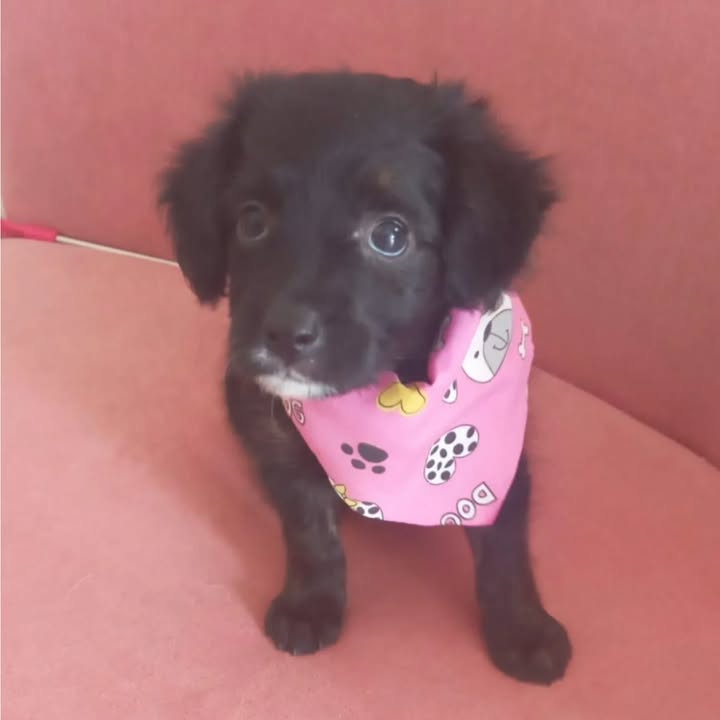 Cachorritos en adopción responsable