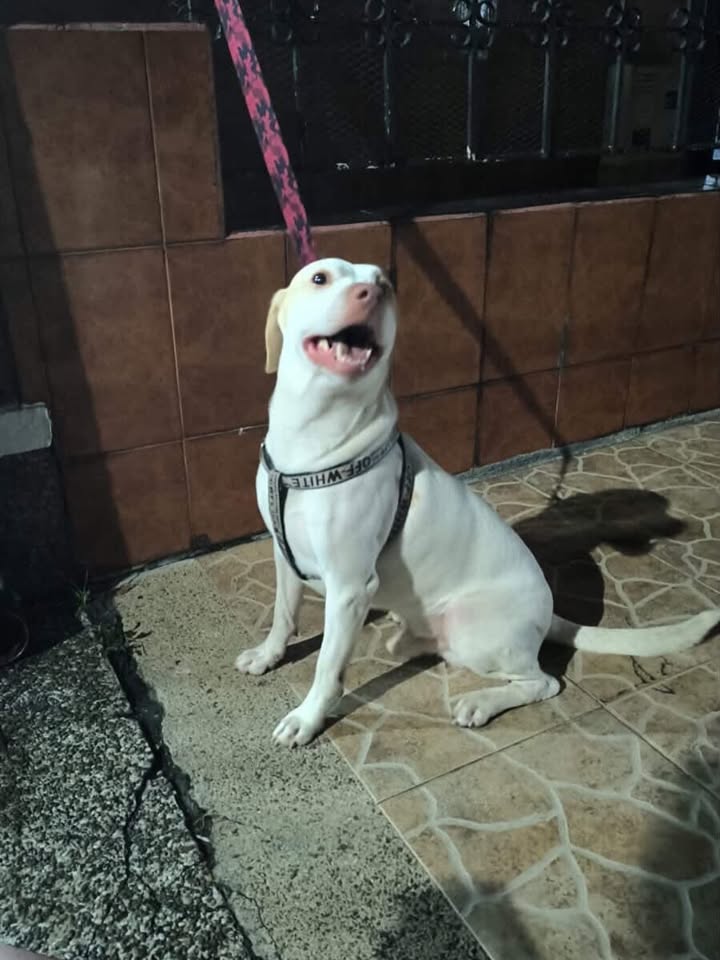 Perro encontrado en Dosquebradas, Risaralda 