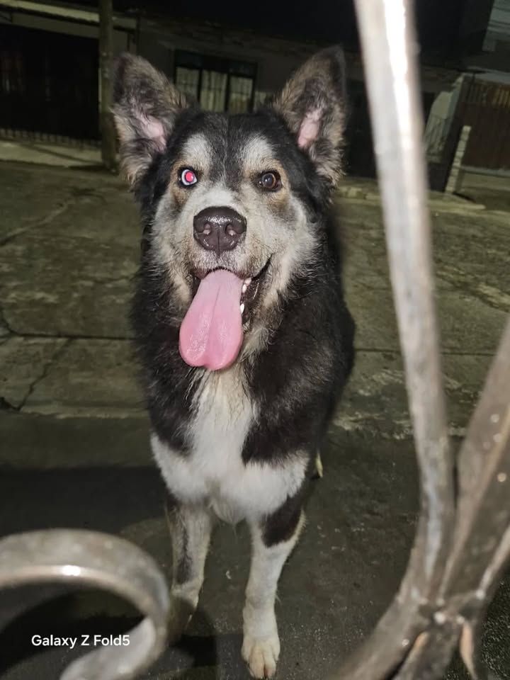 Perro encontrado en Dosquebradas, Risaralda 