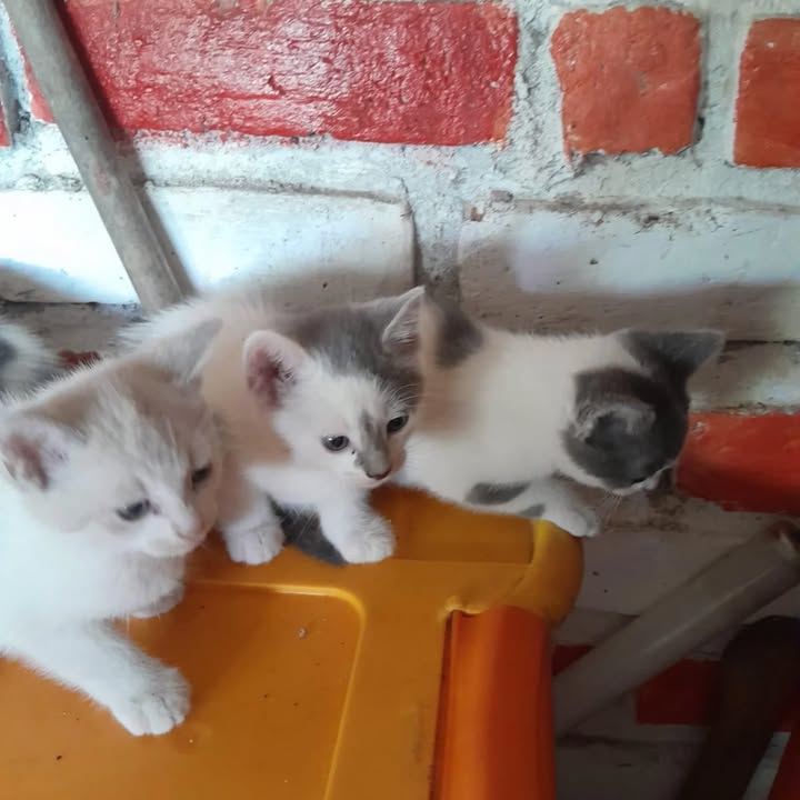 Gaticos en adopción en Risaralda