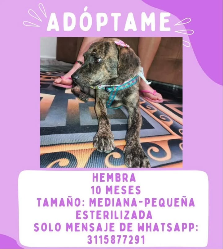 Adopción de Perro en Risaralda, Colombia