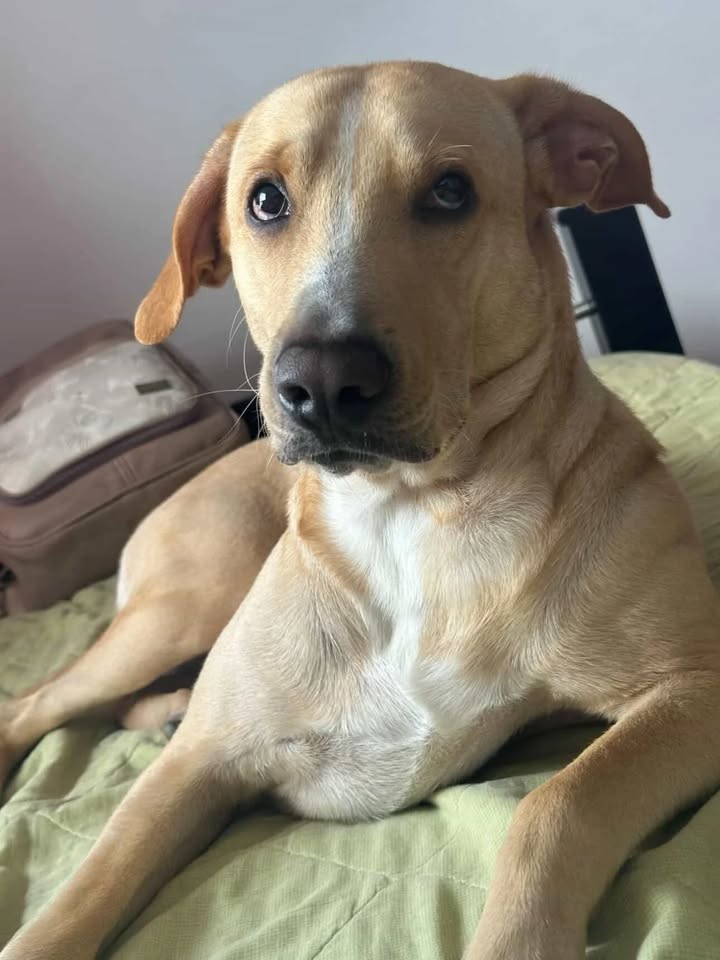 Perro en adopción en Risaralda 