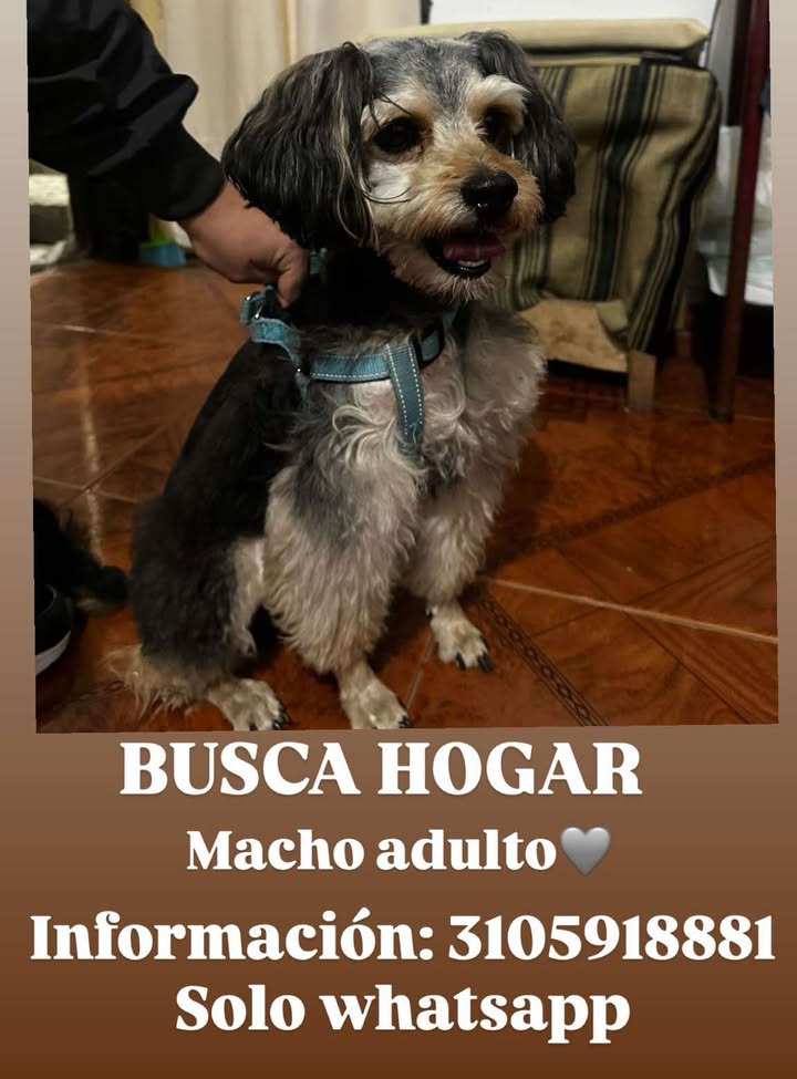 Adopción de Perro en Risaralda, Colombia 