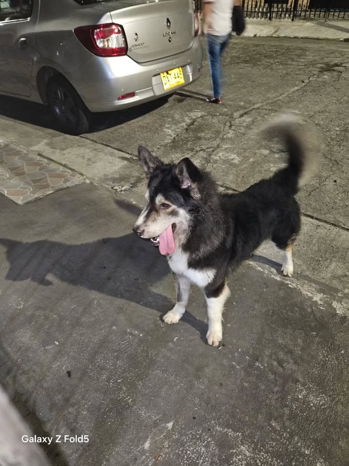 Perro encontrado en Dosquebradas, Risaralda 