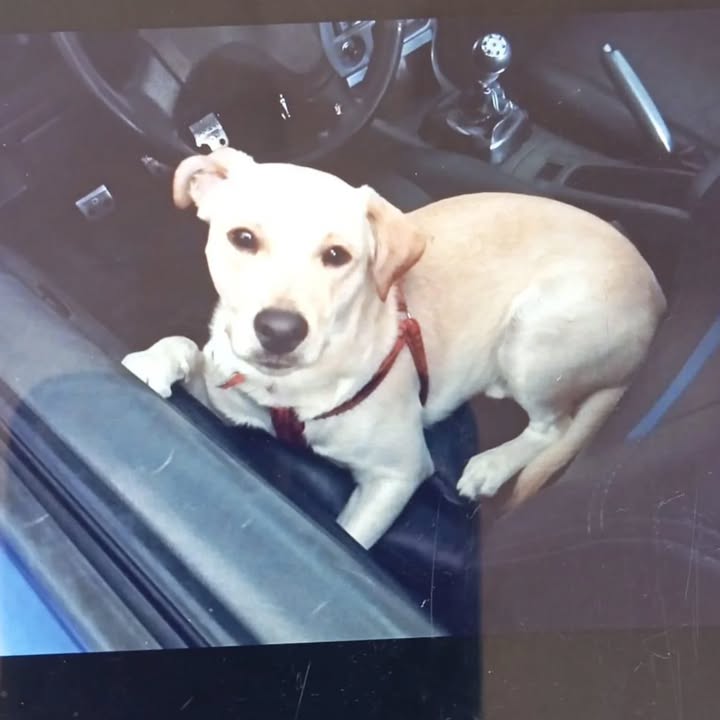 Adopción de perro pequeño en Pereira 