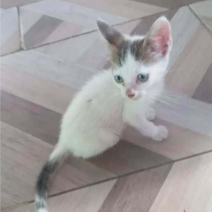 Gaticos en adopción en Risaralda 