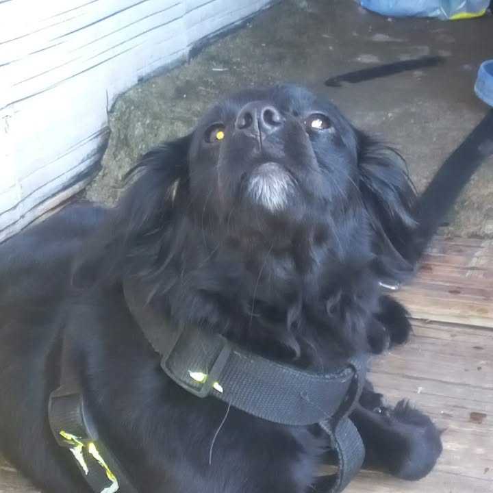 Perra en adopción en Risaralda 