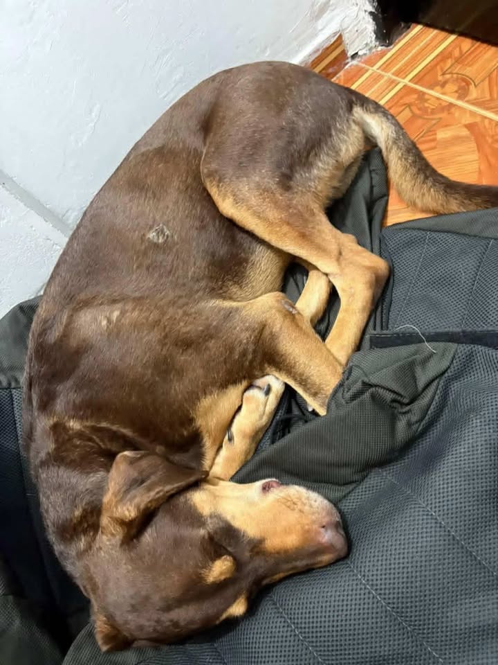 Perro en adopción en Risaralda, Colombia 