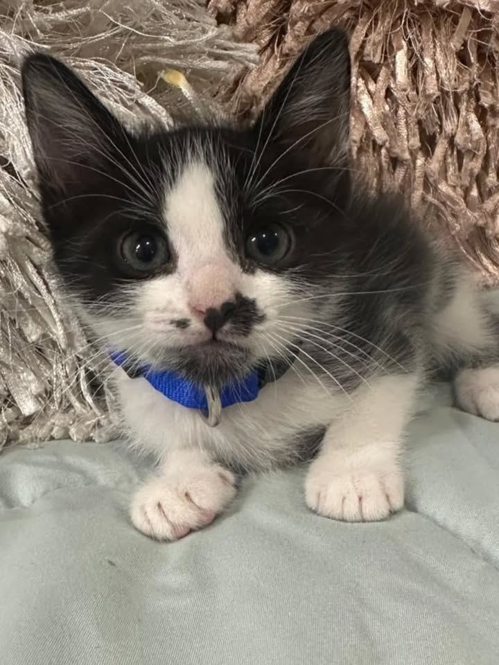 Adopción de gatos en Risaralda 