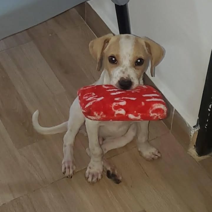 Adopción de Perro en Risaralda 