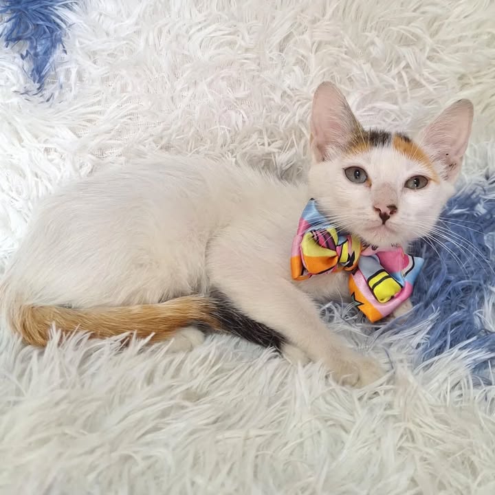 Gatos en adopción responsable en Risaralda 