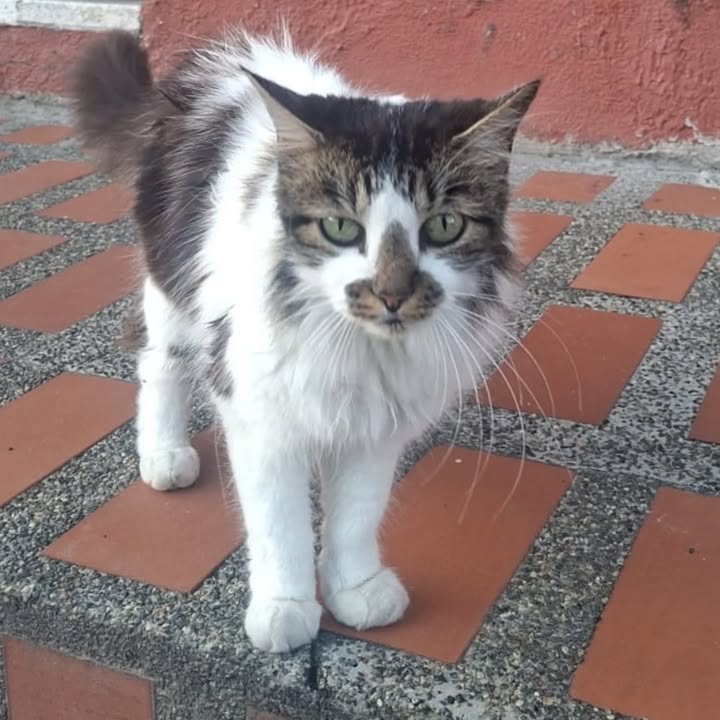 Gato en adopción en Risaralda
