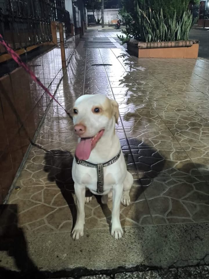 Perro encontrado en Dosquebradas, Risaralda 