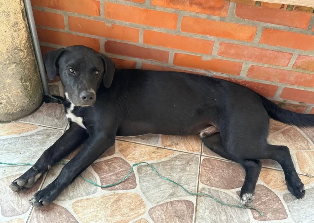 Adopción Canina en Pereira, Risaralda