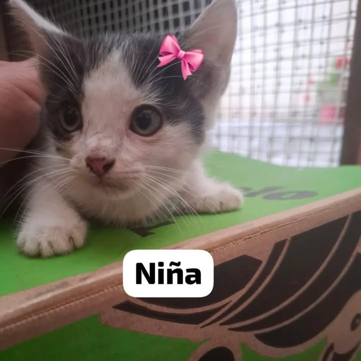 Gatos en adopción en La Victoria, Valle 