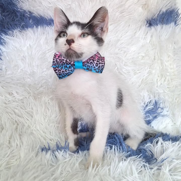 Gatos en adopción responsable en Risaralda 