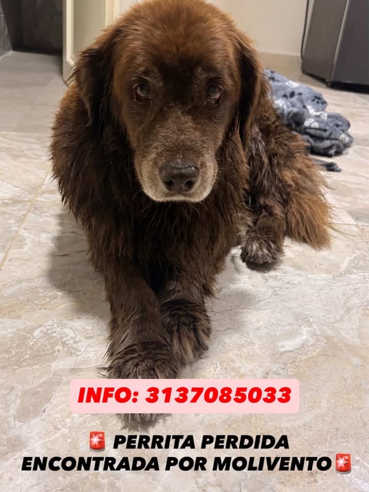 Perro encontrado en Dosquebradas 