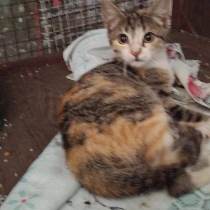 Gatos en adopción en La Victoria, Valle 