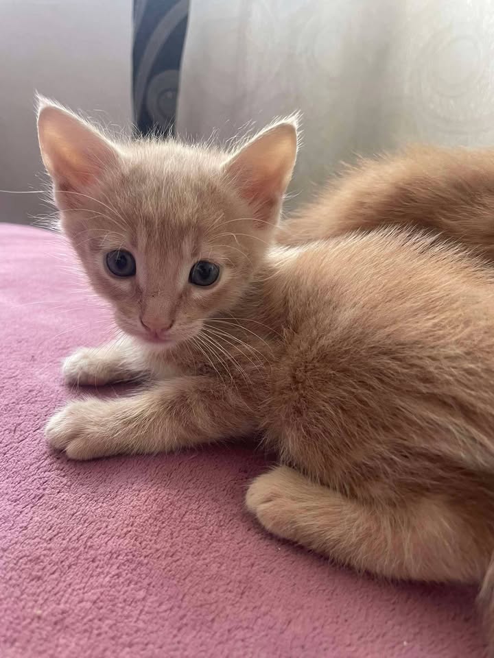 Gatitos en adopción Risaralda 