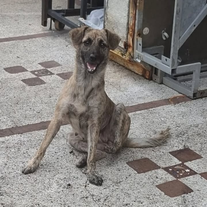 Adopción canina en Pereira