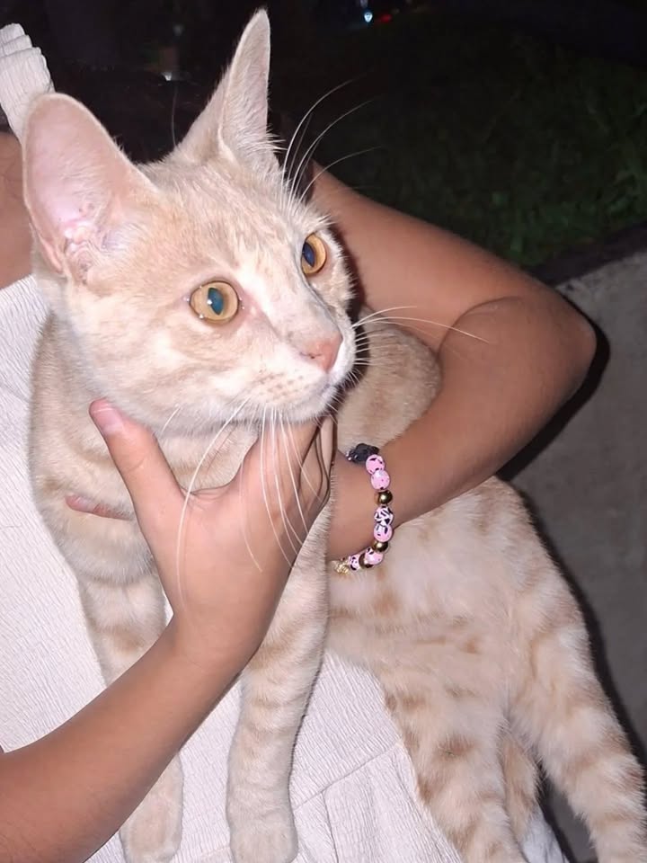 Adopción de Gato Macho en Risaralda 