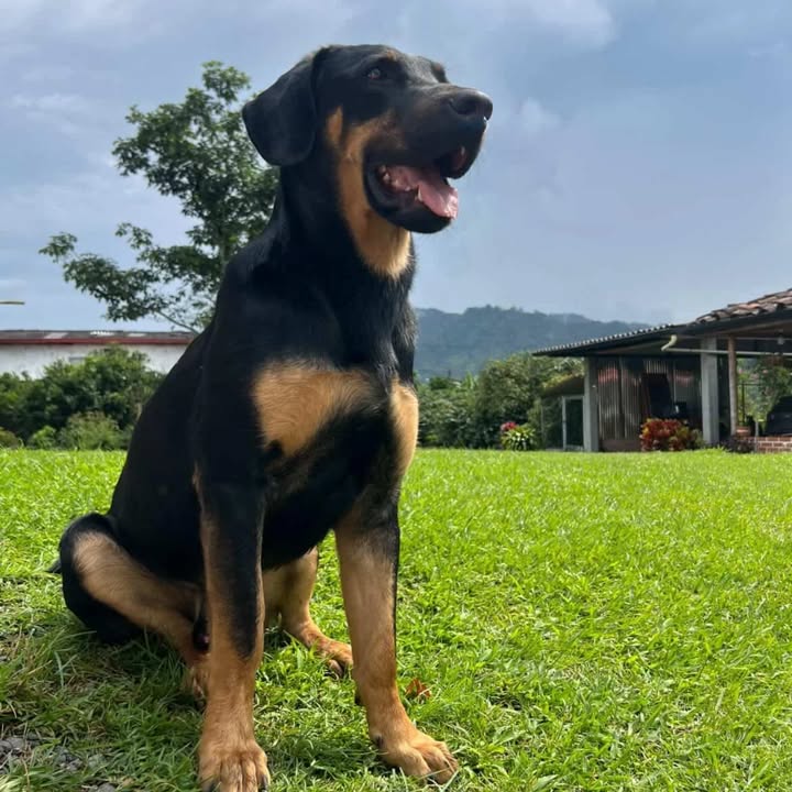 Perro en adopción en Risaralda