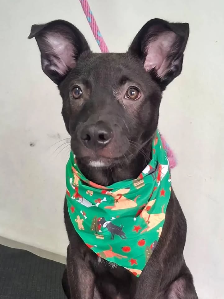 Adopción de Perro Macho de 6 Meses en Risaralda 