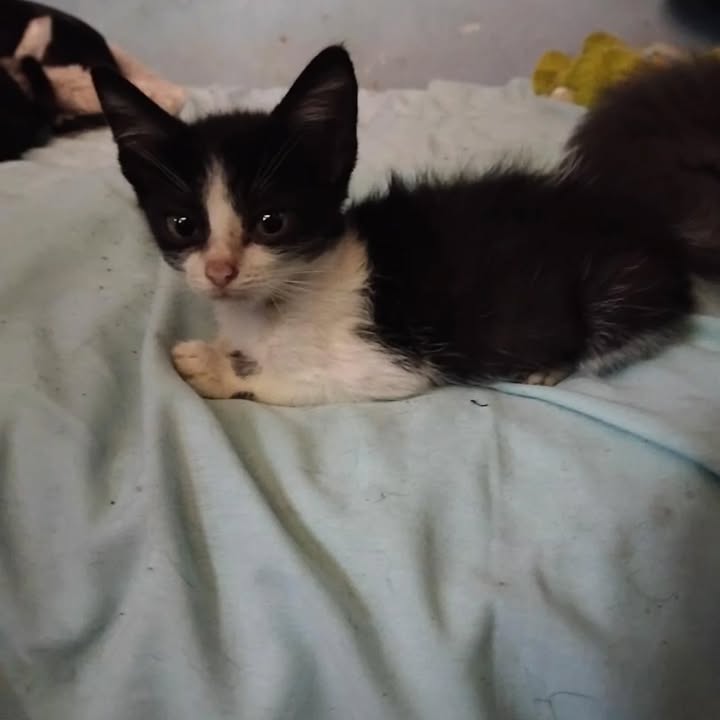 Gaticos en adopción en La Victoria, Valle 