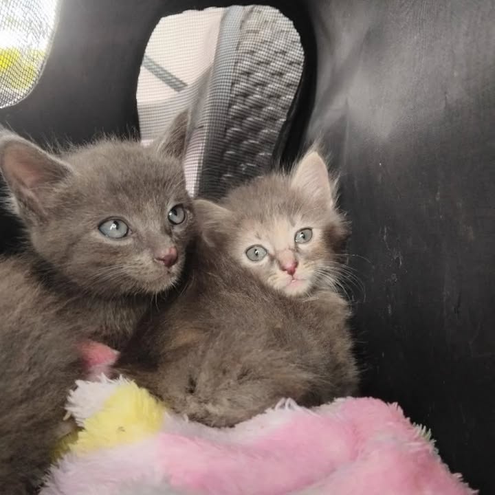 Gaticos en adopción en La Victoria, Valle 