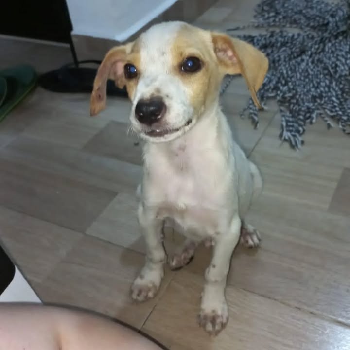 Adopción de Perro en Risaralda 