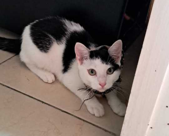 Gato en adopción en Risaralda 