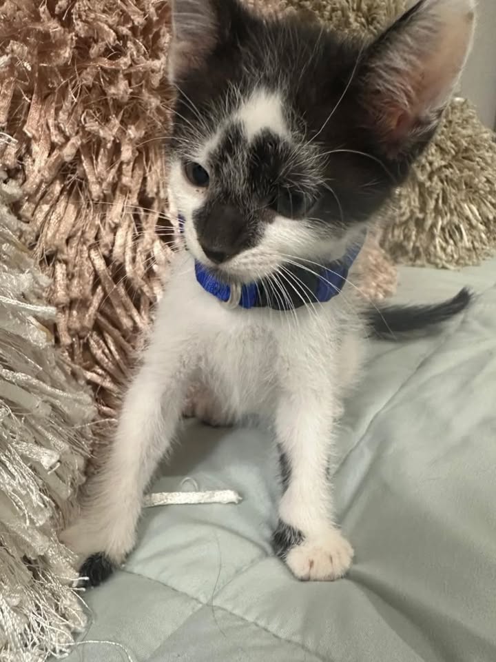 Adopción de gatos en Risaralda 