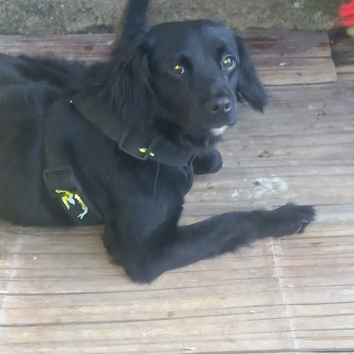 Perra en adopción en Risaralda 