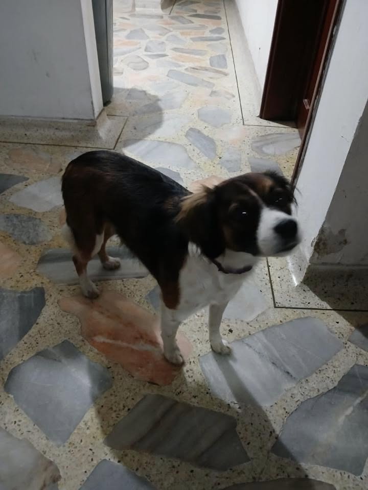 Perro Encontrado en Risaralda 