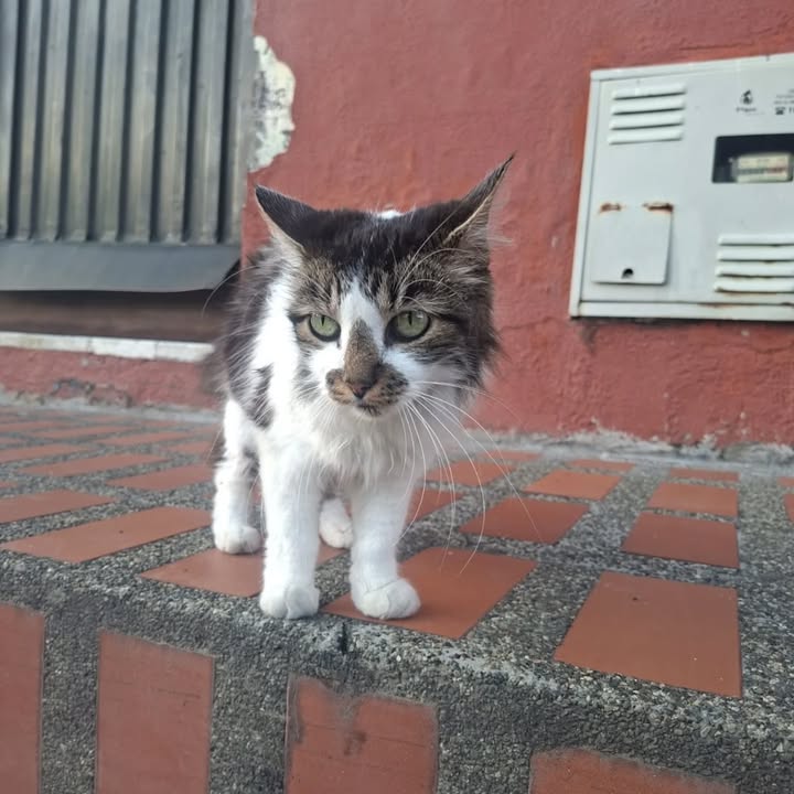 Gato en adopción en Risaralda 