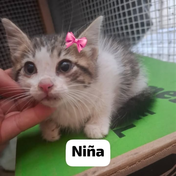 Gatos en adopción en La Victoria, Valle 