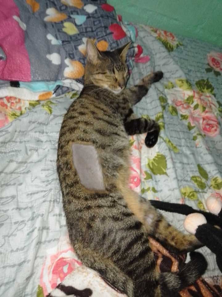 Gata Encontrada Recién Operada en Risaralda 