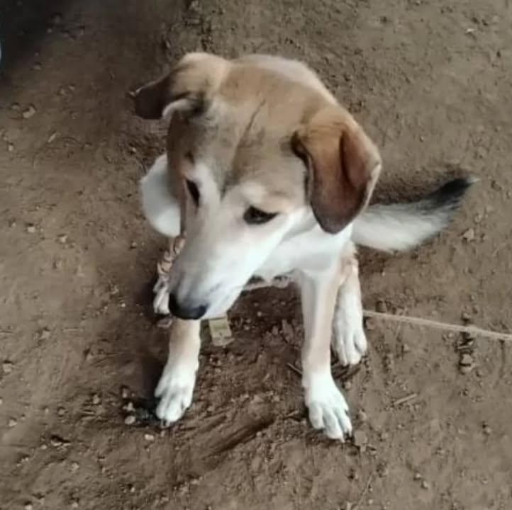 Adopción de perro en Risaralda