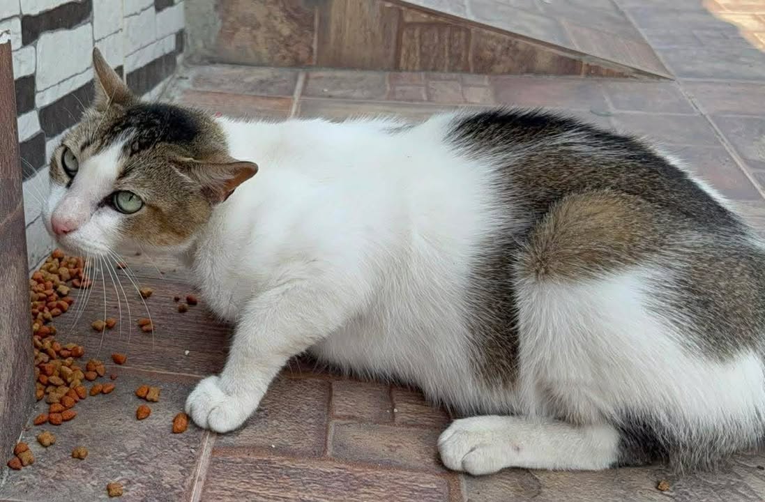 Gato Encontrado en El Japón, Risaralda 