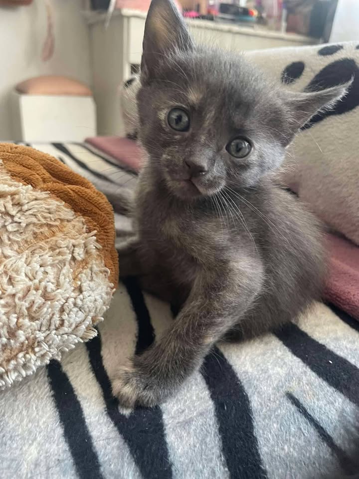 Gatitos en adopción Risaralda 