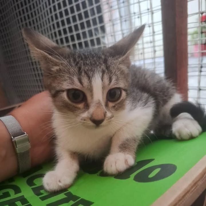 Gatos en adopción en La Victoria, Valle 