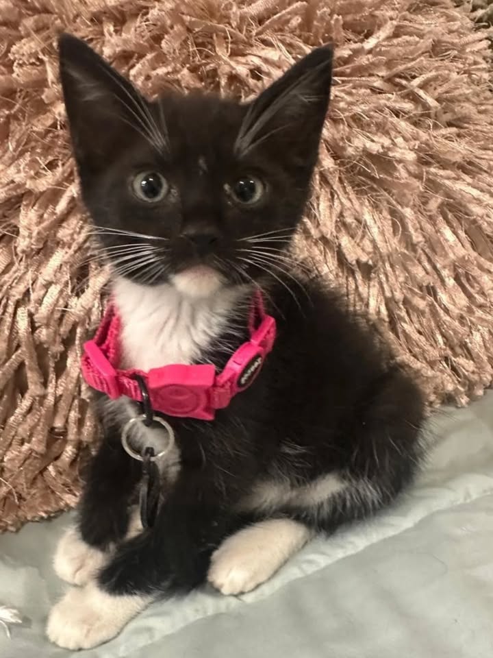 Adopción de gatos en Risaralda 