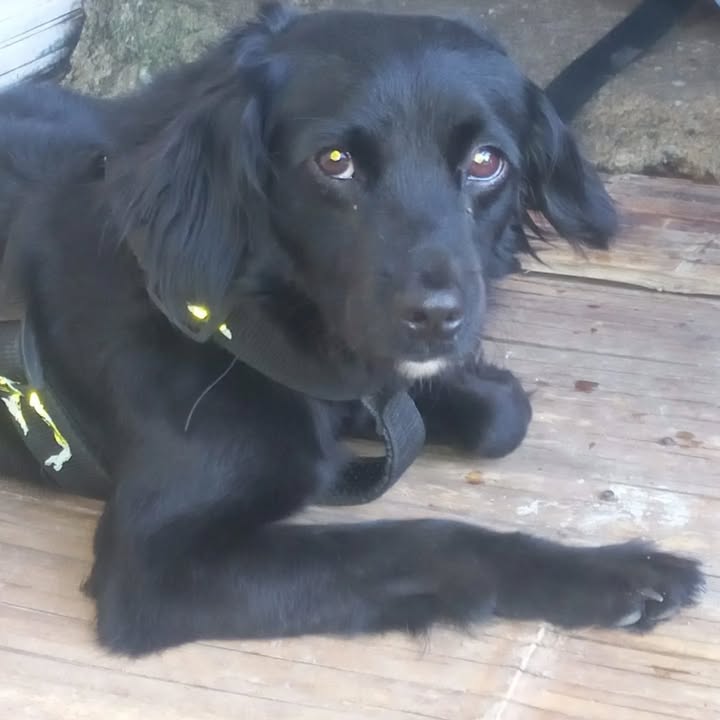 Perra en adopción en Risaralda 